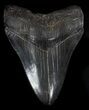 Glossy, Megalodon Tooth - Savannah, Georgia #36836-1